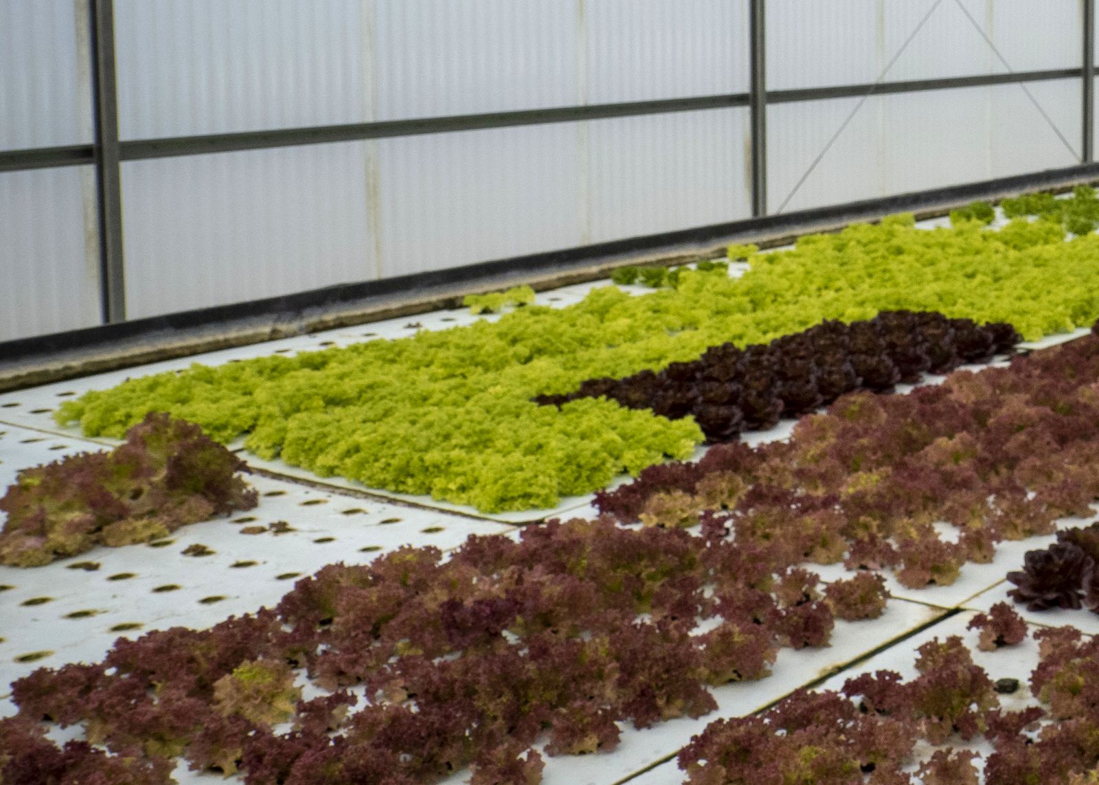 Rows of lettuce growing on floating rafts inside a greenhouse