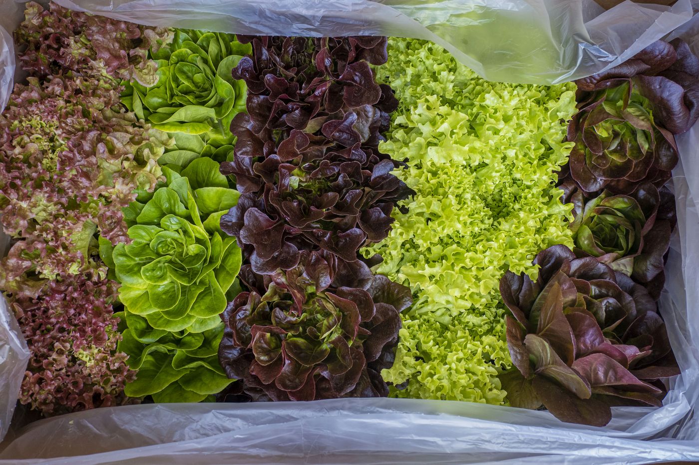 Harvested lettuce varieties in mixed colours